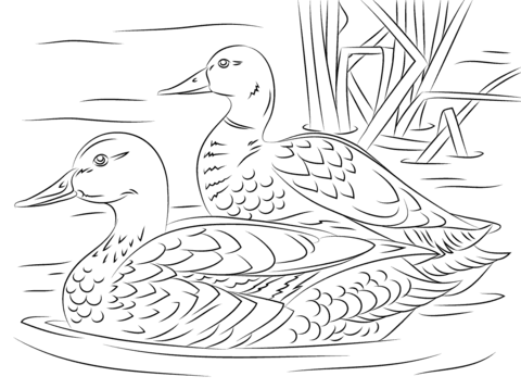 Pair Of Mallard Ducks Coloring Page